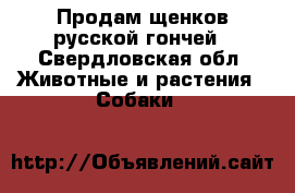 Продам щенков русской гончей - Свердловская обл. Животные и растения » Собаки   